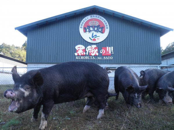 かごしま黒豚堪能3種セット　しゃぶしゃぶ用 特集記事 | 明太子の島本